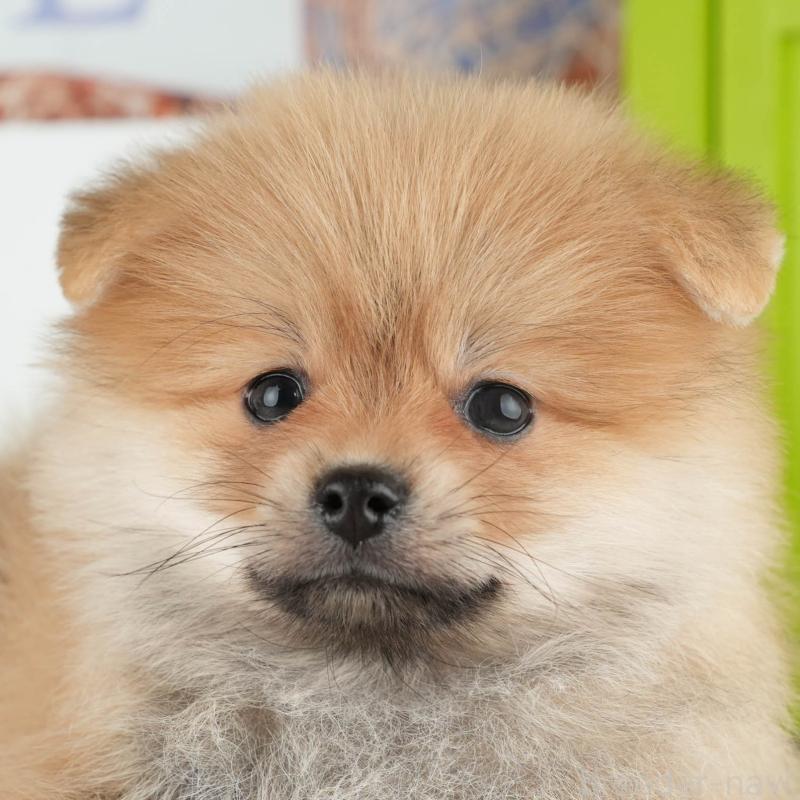 販売中の千葉県のポメラニアン-426232の7枚目