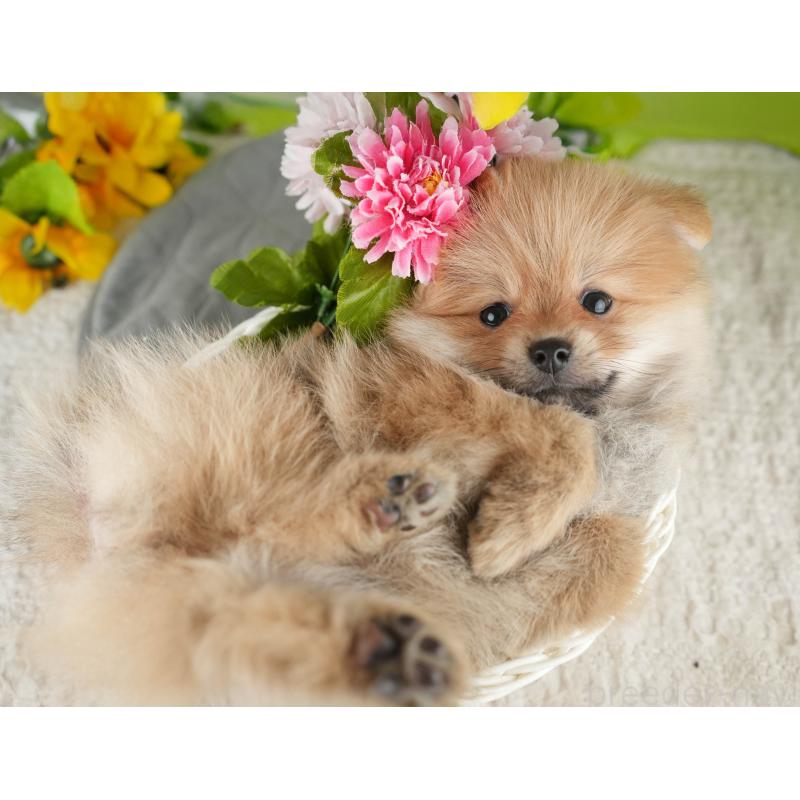 販売中の千葉県のポメラニアン-426232の6枚目