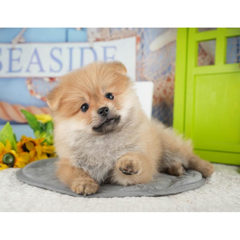 販売中の千葉県のポメラニアン-426232の5枚目