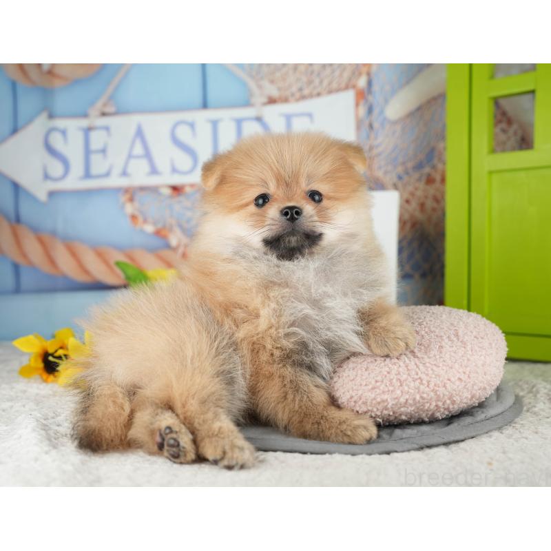 販売中の千葉県のポメラニアン-426232の4枚目