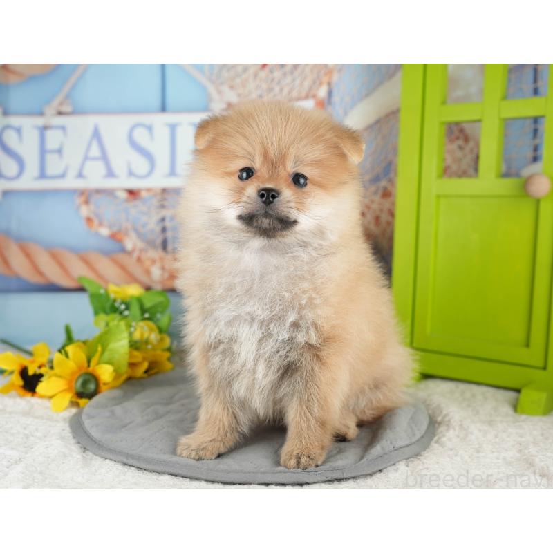 販売中の千葉県のポメラニアン-426232の3枚目