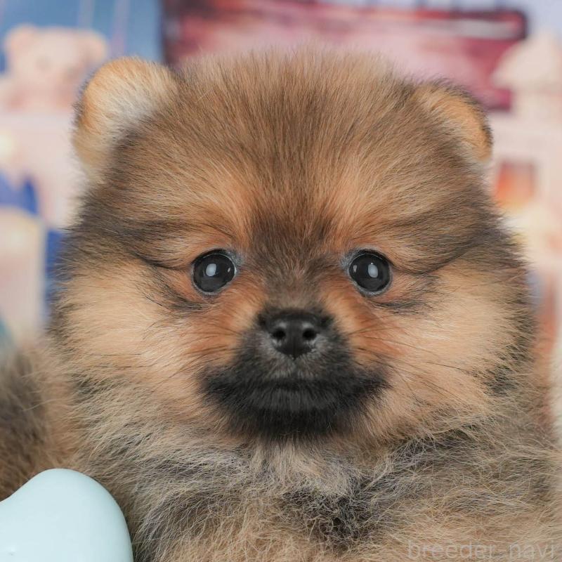 販売中の千葉県のポメラニアン-426233の7枚目