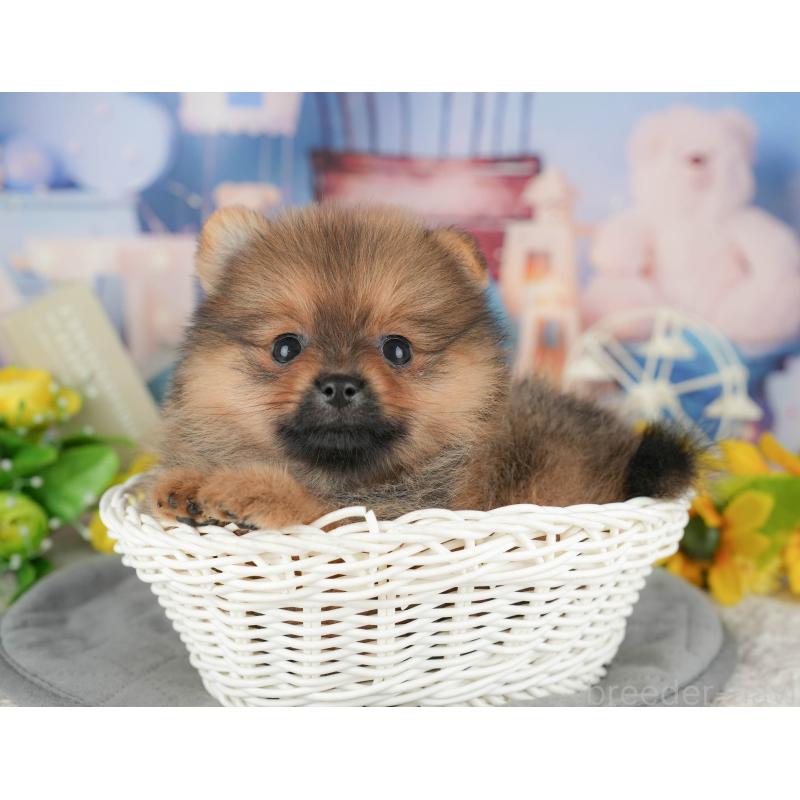 販売中の千葉県のポメラニアン-426233の6枚目