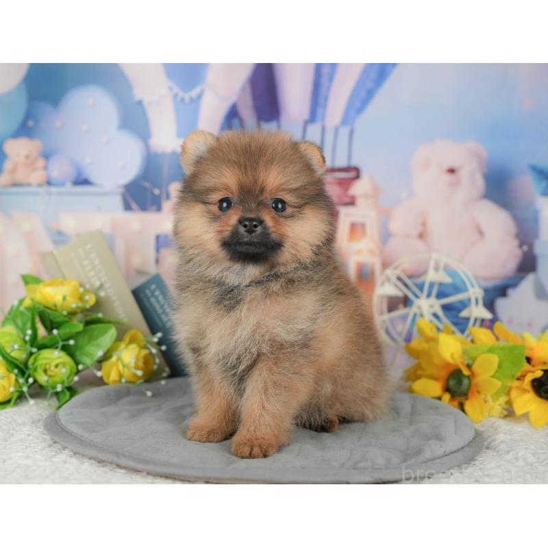 販売中の千葉県のポメラニアン-426233の5枚目