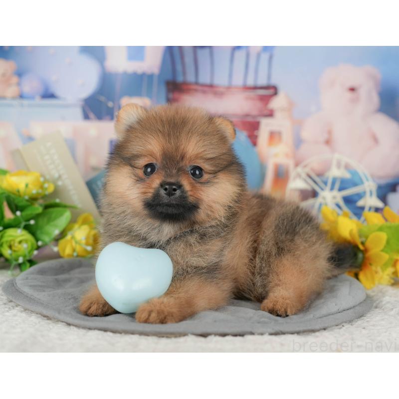 販売中の千葉県のポメラニアン-426233の4枚目