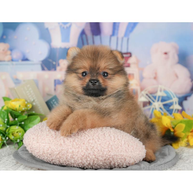 販売中の千葉県のポメラニアン-426233の3枚目