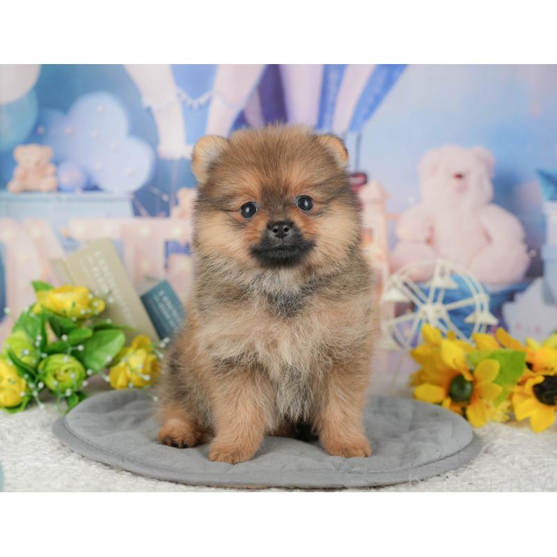 販売中の千葉県のポメラニアン-426233の2枚目