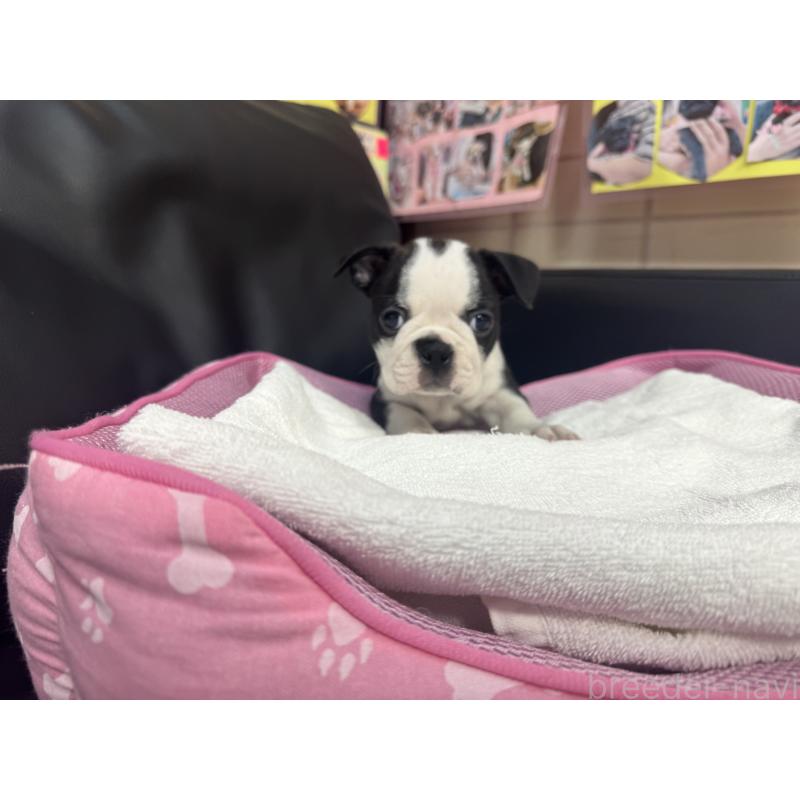 販売中の岐阜県のボストンテリア-417743の4枚目