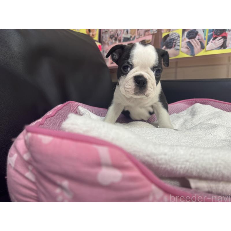 販売中の岐阜県のボストンテリア-417743の3枚目