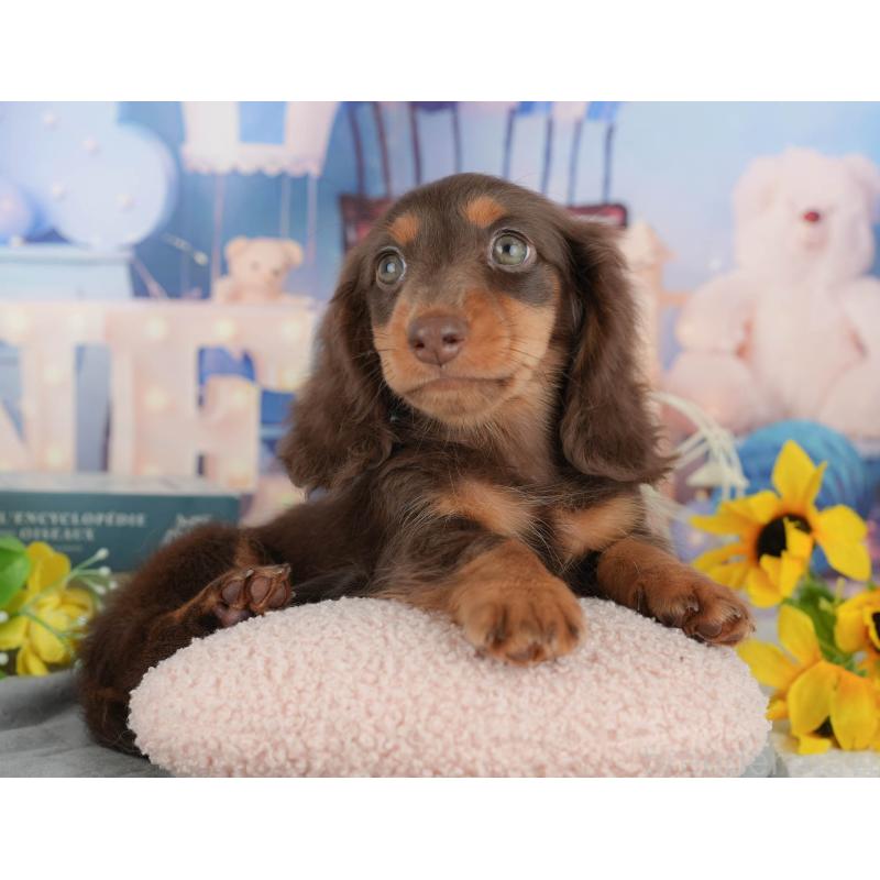 販売中の千葉県のミニチュアダックスフンド(ロングヘアード)-426235の10枚目