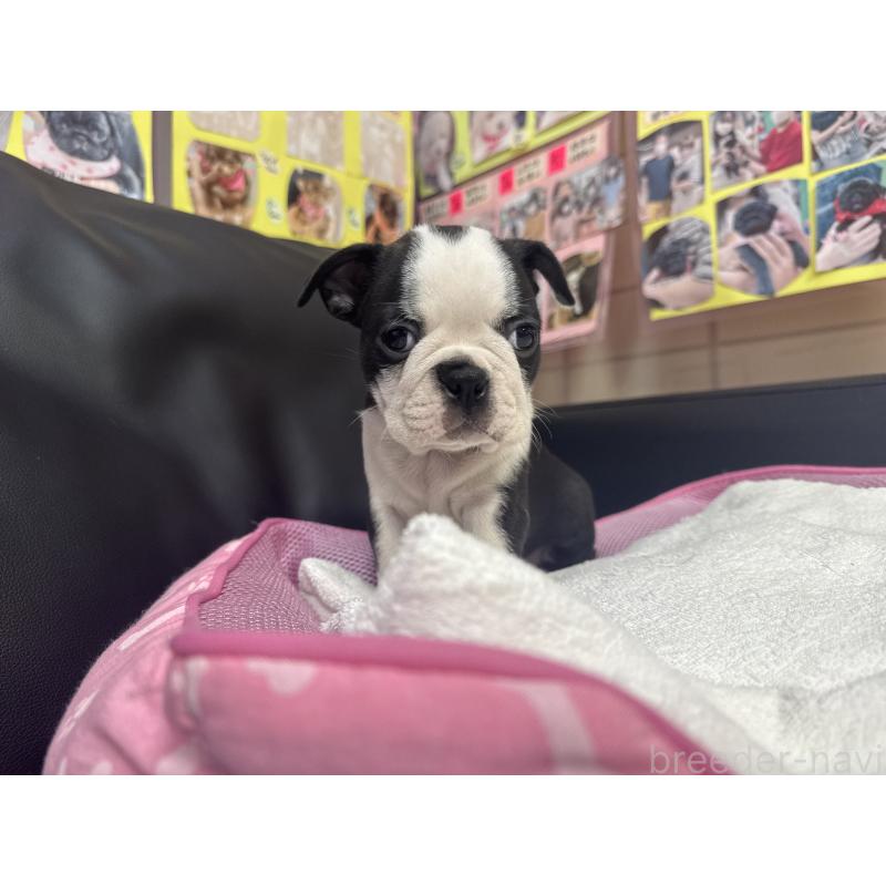 販売中の岐阜県のボストンテリア-417743の2枚目