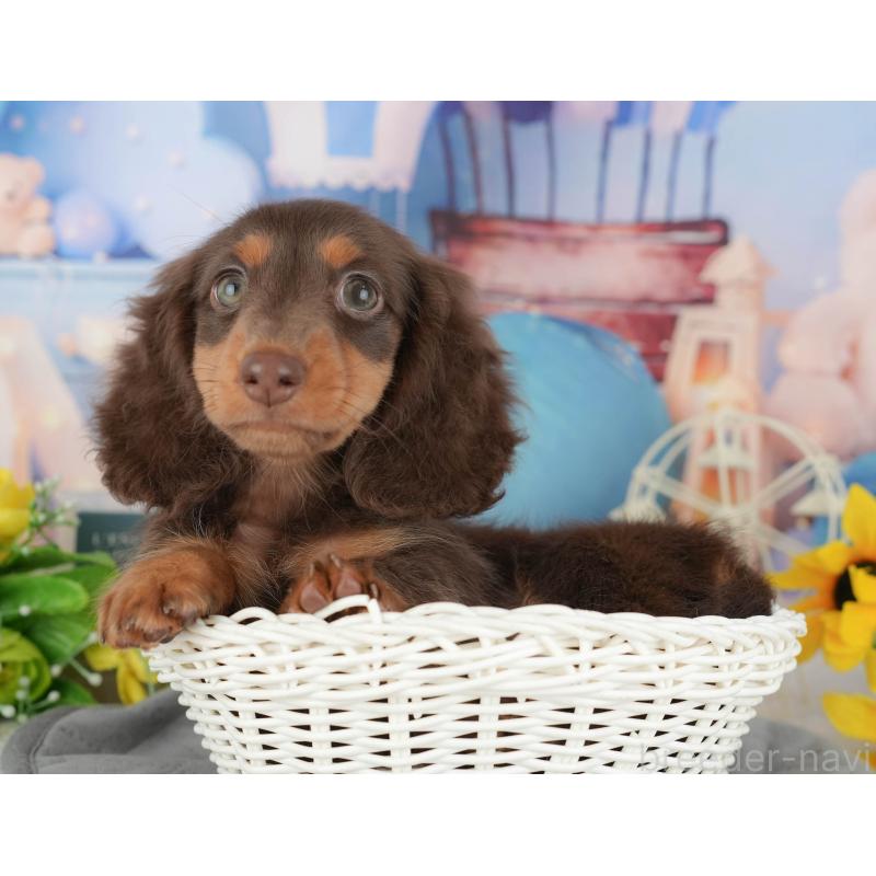 販売中の千葉県のミニチュアダックスフンド(ロングヘアード)-426235の9枚目