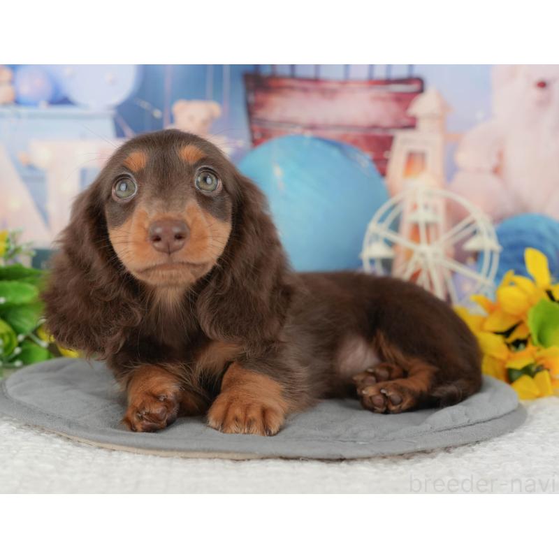 販売中の千葉県のミニチュアダックスフンド(ロングヘアード)-426235の7枚目