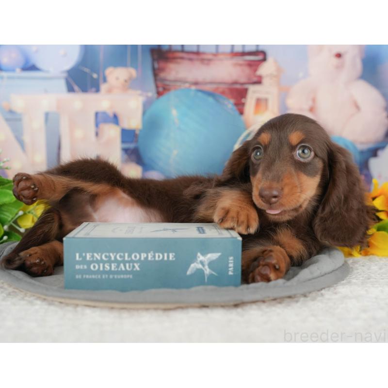 販売中の千葉県のミニチュアダックスフンド(ロングヘアード)-426235の6枚目