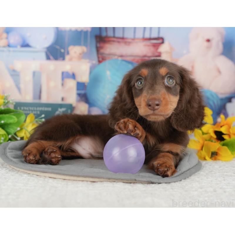 販売中の千葉県のミニチュアダックスフンド(ロングヘアード)-426235の4枚目