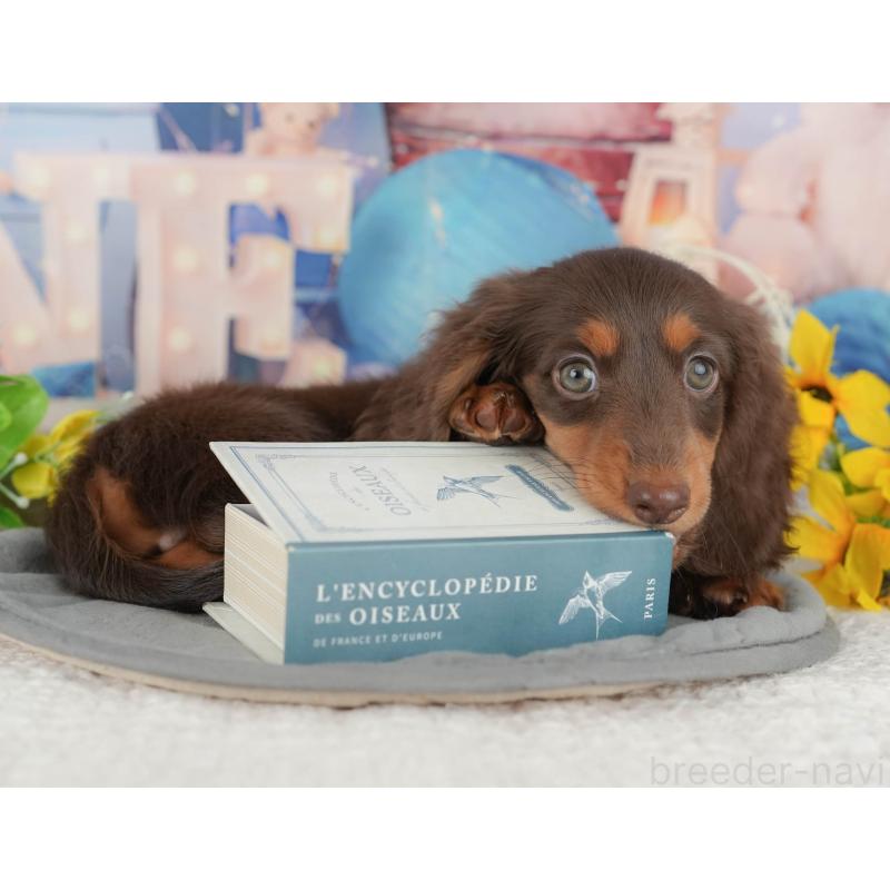 販売中の千葉県のミニチュアダックスフンド(ロングヘアード)-426235の3枚目