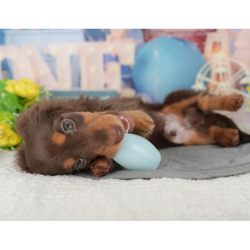 販売中の千葉県のミニチュアダックスフンド(ロングヘアード)-426235の2枚目