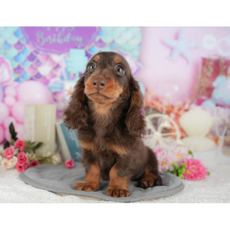 販売中の千葉県のミニチュアダックスフンド(ロングヘアード)-426236の1枚目