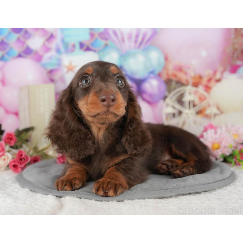 販売中の千葉県のミニチュアダックスフンド(ロングヘアード)-426236の10枚目