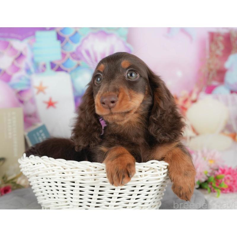 販売中の千葉県のミニチュアダックスフンド(ロングヘアード)-426236の9枚目