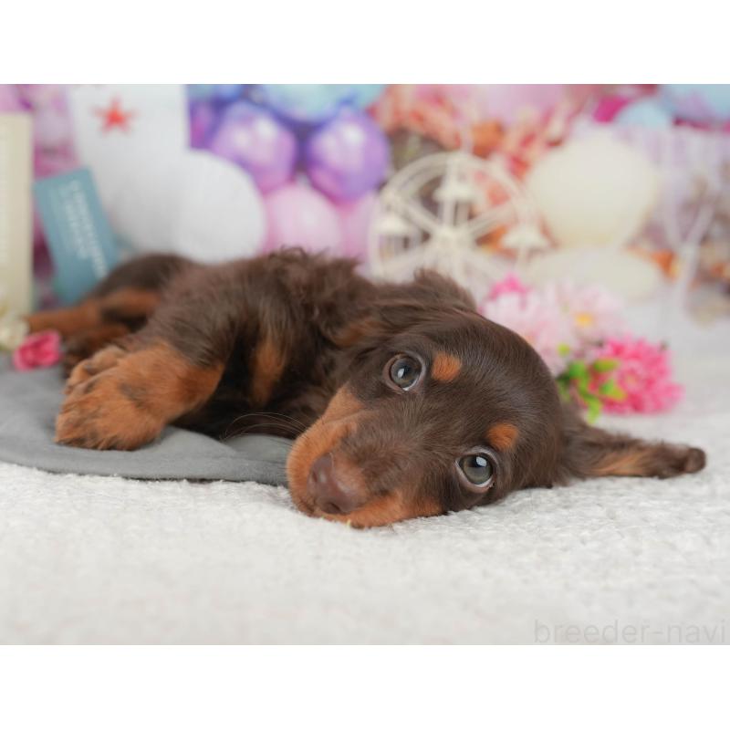 販売中の千葉県のミニチュアダックスフンド(ロングヘアード)-426236の8枚目