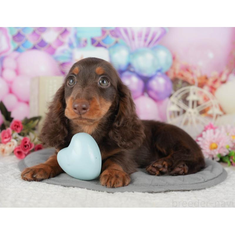 販売中の千葉県のミニチュアダックスフンド(ロングヘアード)-426236の7枚目