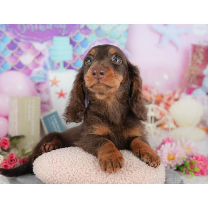 販売中の千葉県のミニチュアダックスフンド(ロングヘアード)-426236の6枚目