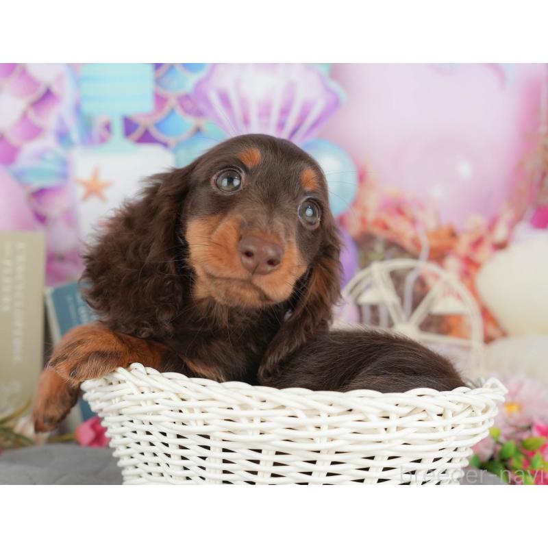 販売中の千葉県のミニチュアダックスフンド(ロングヘアード)-426236の5枚目