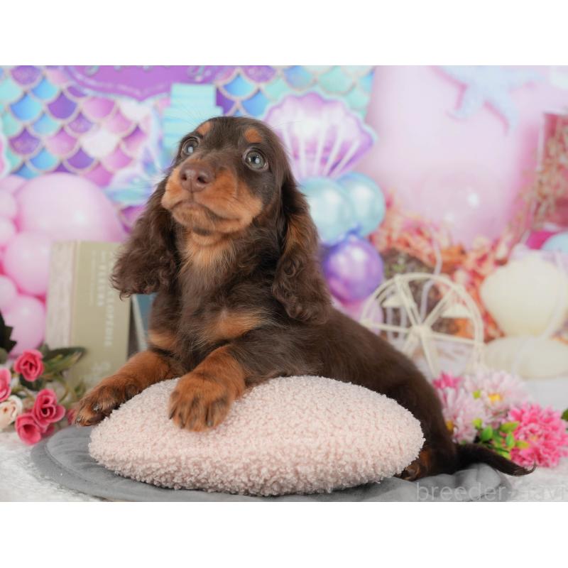 販売中の千葉県のミニチュアダックスフンド(ロングヘアード)-426236の4枚目