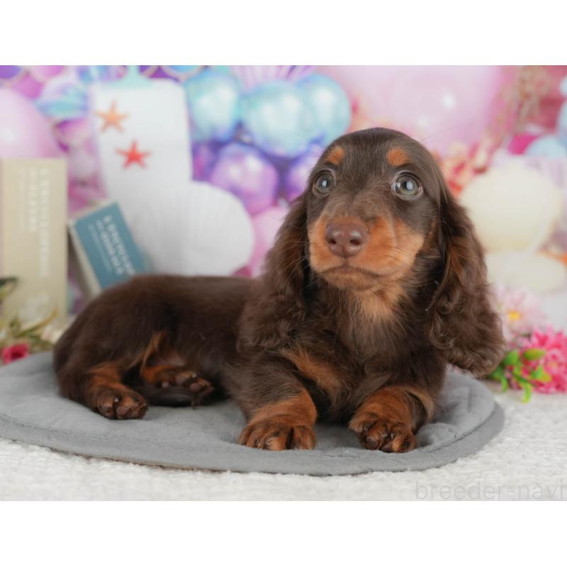 販売中の千葉県のミニチュアダックスフンド(ロングヘアード)-426236の3枚目