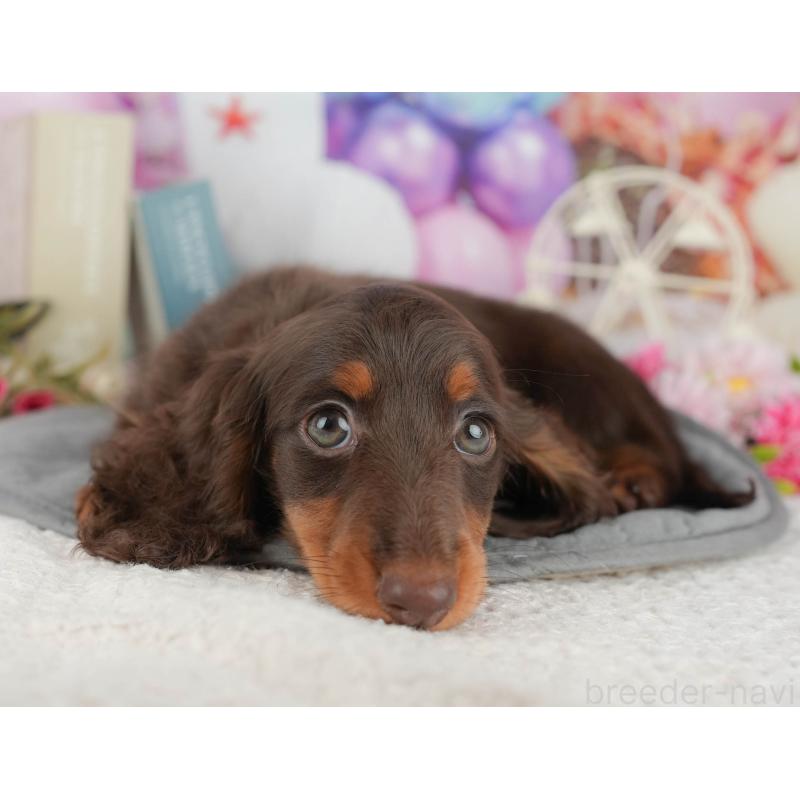 販売中の千葉県のミニチュアダックスフンド(ロングヘアード)-426236の2枚目