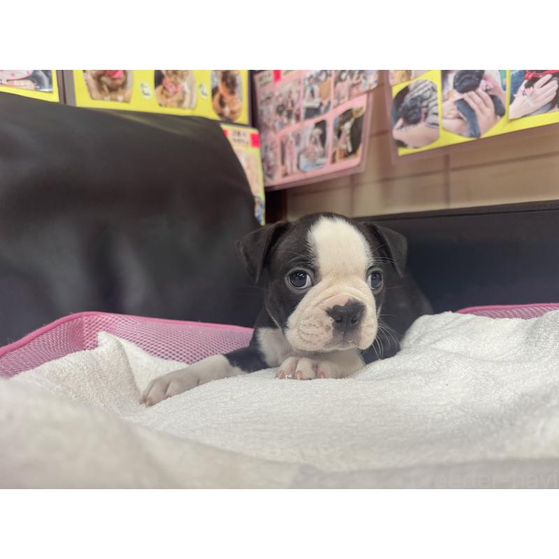 販売中の岐阜県のボストンテリア-417745の3枚目