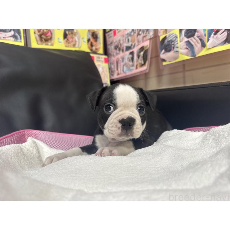 販売中の岐阜県のボストンテリア-417745の2枚目