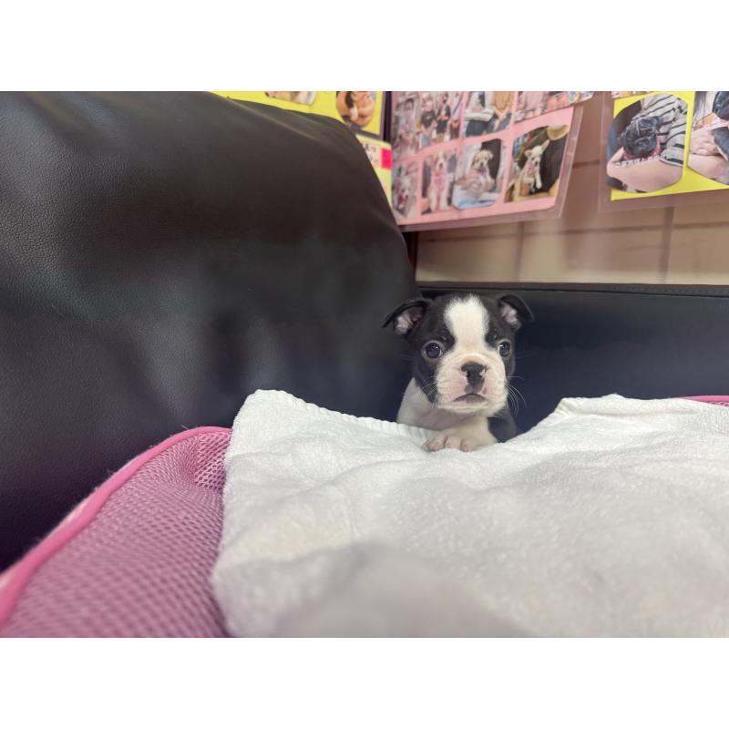 販売中の岐阜県のボストンテリア-417746の3枚目