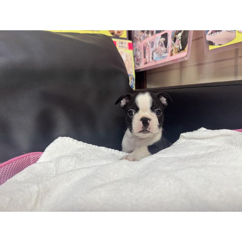 販売中の岐阜県のボストンテリア-417746の2枚目