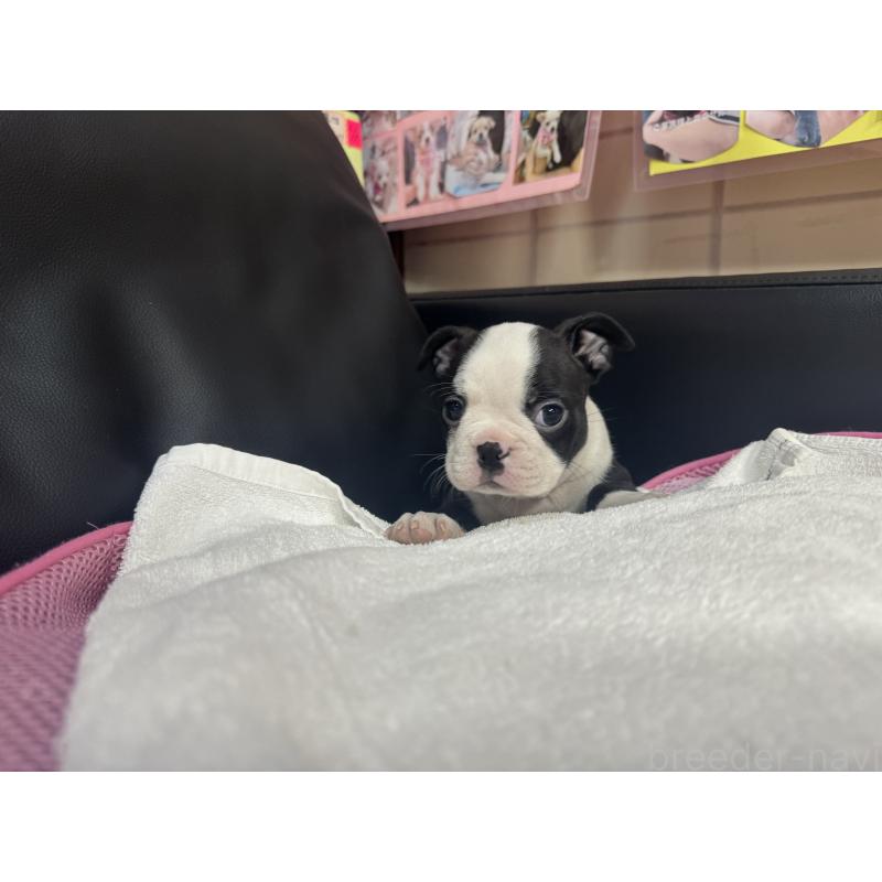 販売中の岐阜県のボストンテリア-417747の4枚目