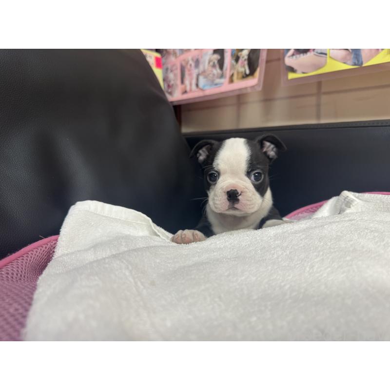 販売中の岐阜県のボストンテリア-417747の3枚目