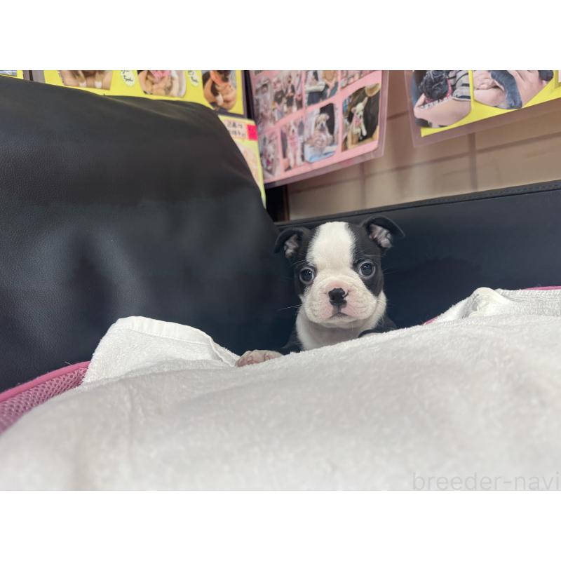 販売中の岐阜県のボストンテリア-417747の2枚目