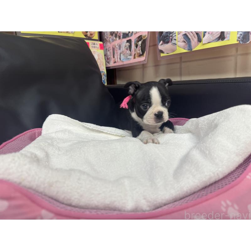 商談中の岐阜県のボストンテリア-417749の4枚目