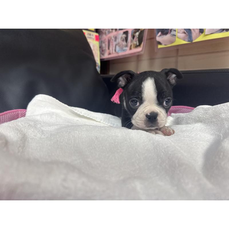 商談中の岐阜県のボストンテリア-417749の3枚目