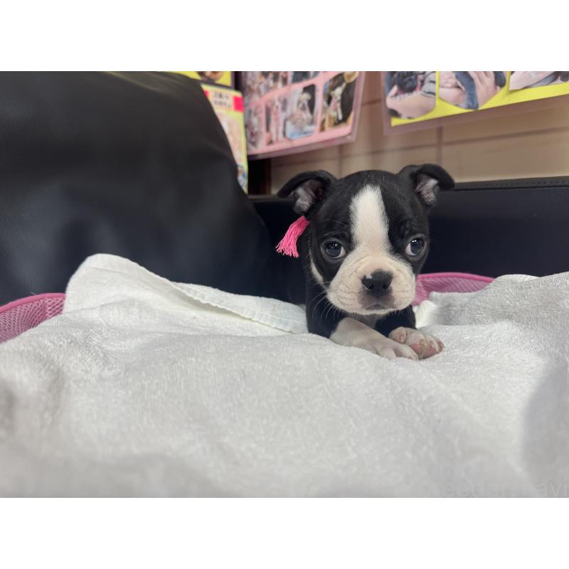 商談中の岐阜県のボストンテリア-417749の2枚目