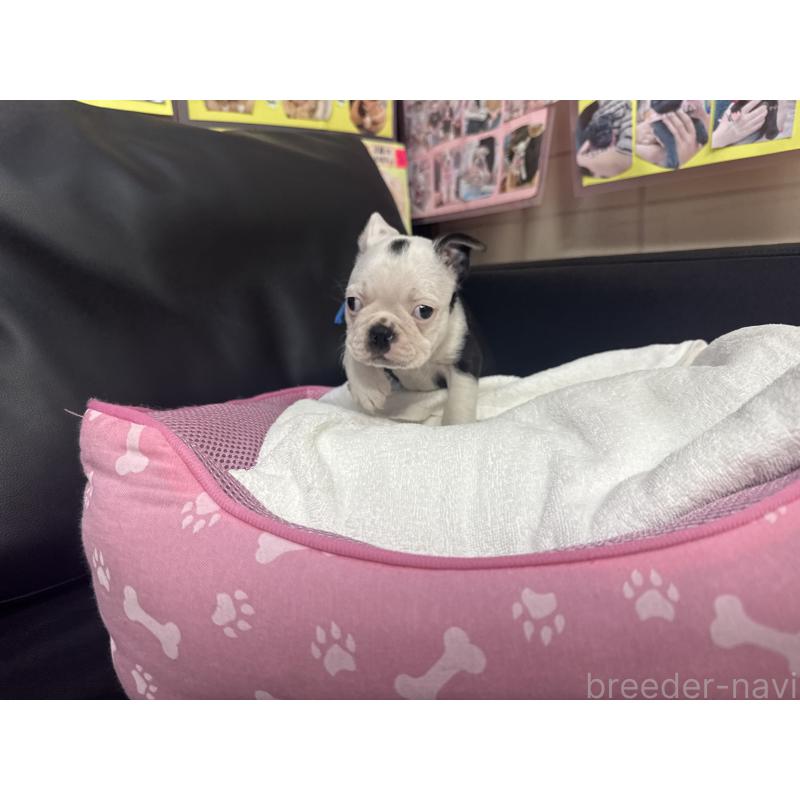 販売中の岐阜県のボストンテリア-417750の4枚目