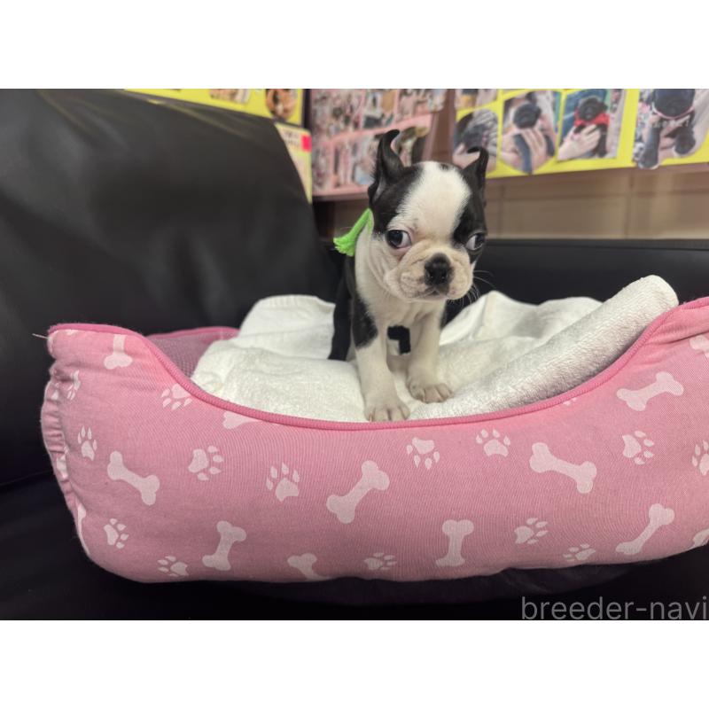 商談中の岐阜県のボストンテリア-420354の5枚目