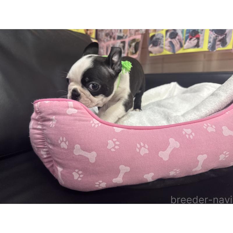 商談中の岐阜県のボストンテリア-420354の4枚目