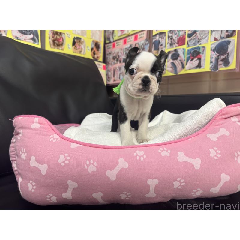 商談中の岐阜県のボストンテリア-420354の3枚目