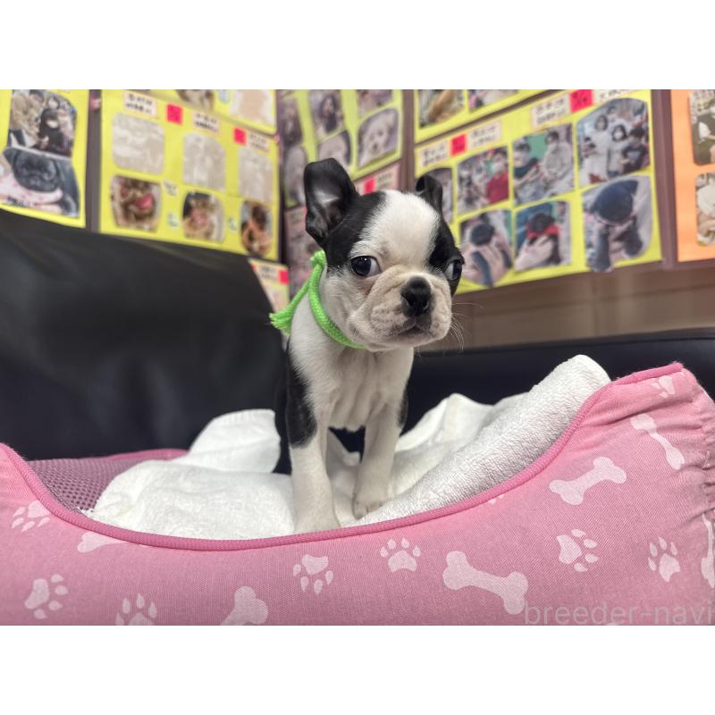 商談中の岐阜県のボストンテリア-420354の2枚目