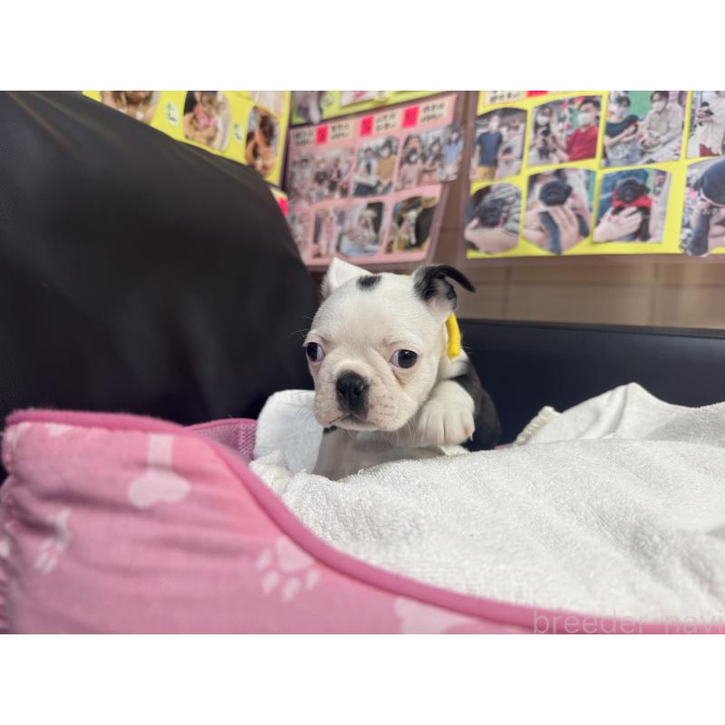 成約済の岐阜県のボストンテリア-420355の4枚目