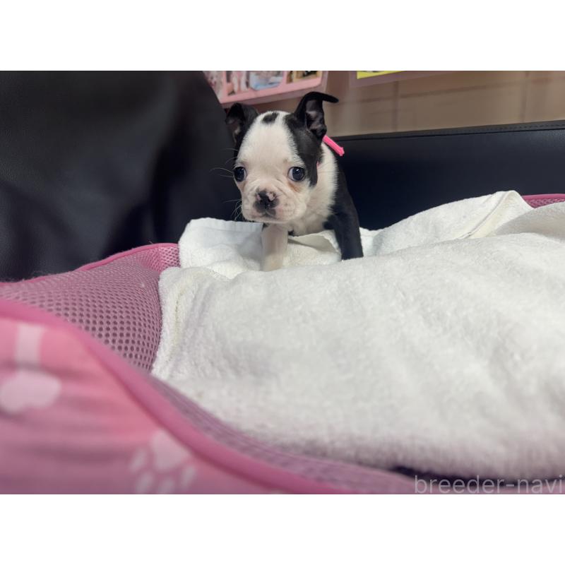 成約済の岐阜県のボストンテリア-420356の4枚目