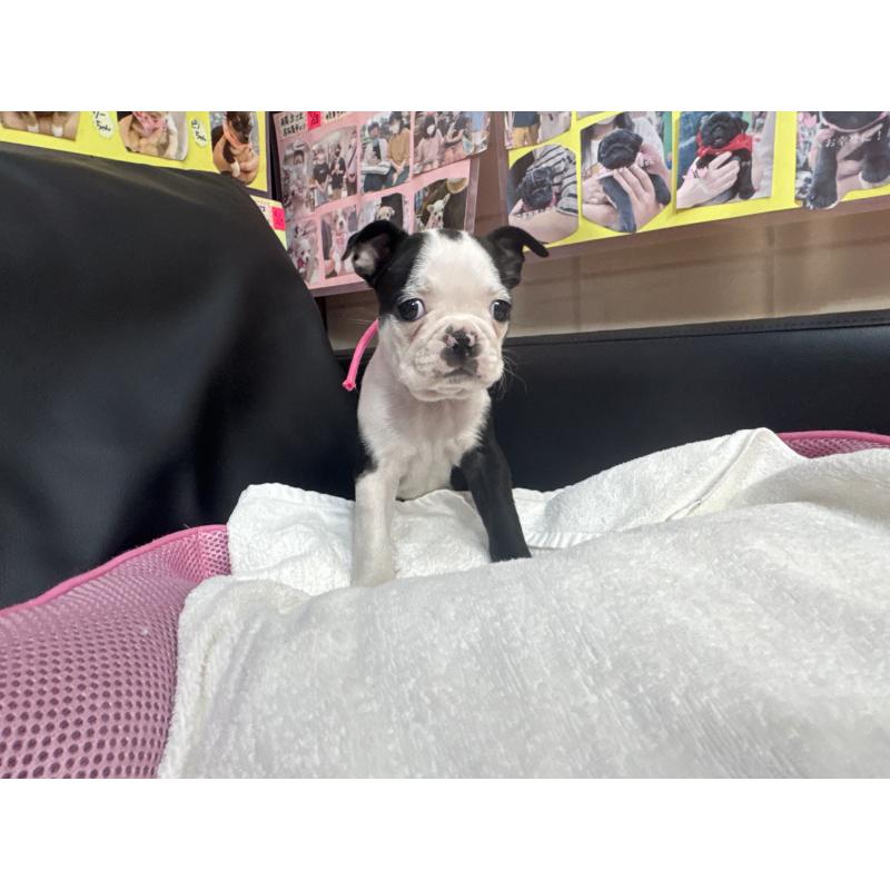 成約済の岐阜県のボストンテリア-420356の2枚目