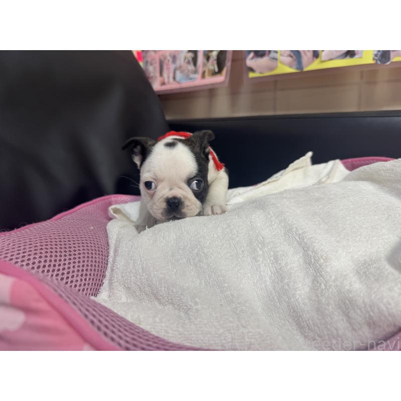 商談中の岐阜県のボストンテリア-417752の4枚目